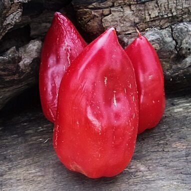 Слоновая нога (Slonova Noga)